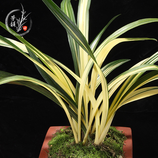 黄金养老 中透金边矮种墨兰兰花苗 办公室室内S盆栽植物绿植花卉