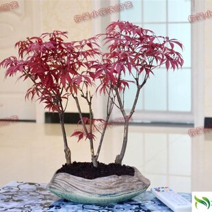 红枫盆景 黄金枫盆景 三角枫树B桩 小叶红枫树青枫树盆栽小盆景