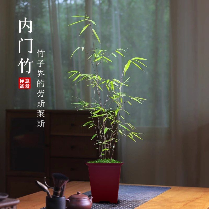 精品内门竹盆栽名贵门内r竹室内庭院绿植四季常青好养易活竹子盆