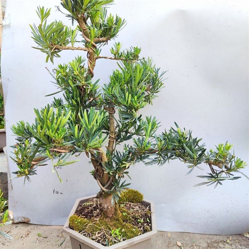 大树造型老桩黄杨金钻罗汉松w原生小老桩矮桩精品盆景庭院造景绿,鲜花速递/花卉仿真/绿植园艺,造型盆景,淘宝优惠券,粉丝福利购,淘宝优惠卷