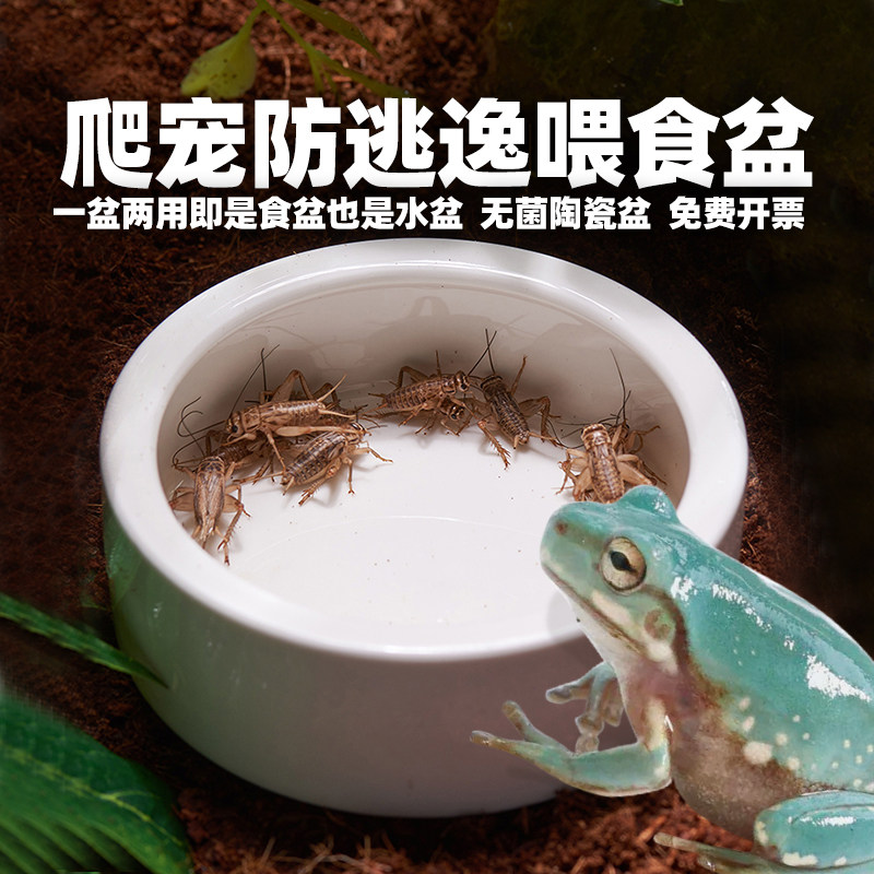 速发爬宠喂食盆防逃逸陶瓷水盆树蛙睫角仓鼠守宫蛇鬃狮蜥蜴乌龟喂