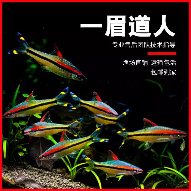 速发一眉道人鱼红眉道鱼鱼草群缸游鱼小型鱼热带观赏人黑尾大勾鱼