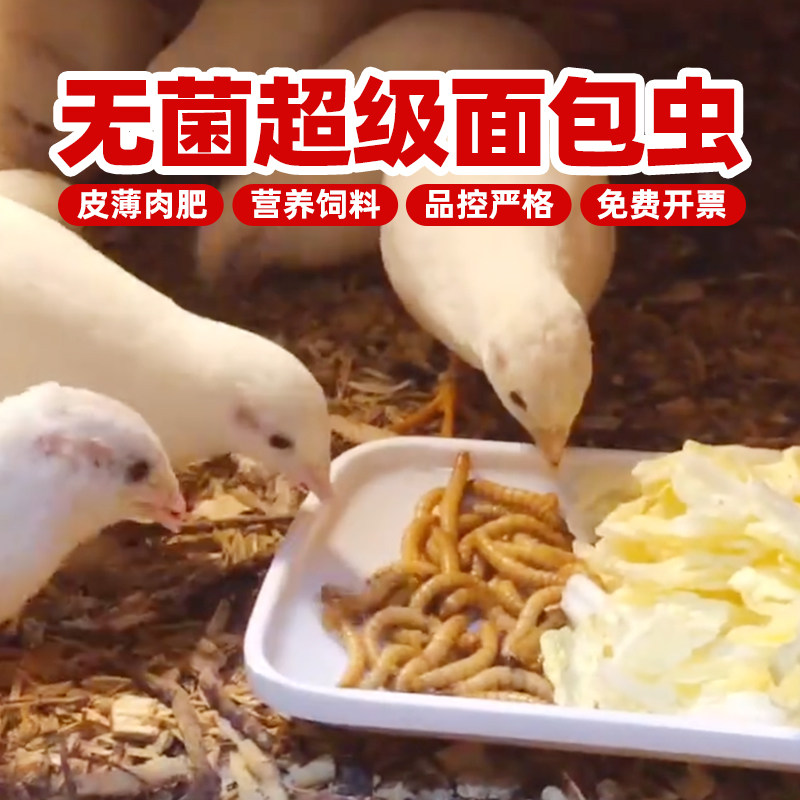 速发活虫面包虫黄粉虫芦丁鸡仓鼠蛙钓角蛙蝌蚪蜜袋鼯鱼干鸟食饲料