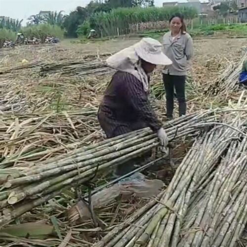 速发翻斗式甘架砍收甘蔗专用架动活子架甘蔗收纳隔空蔗子