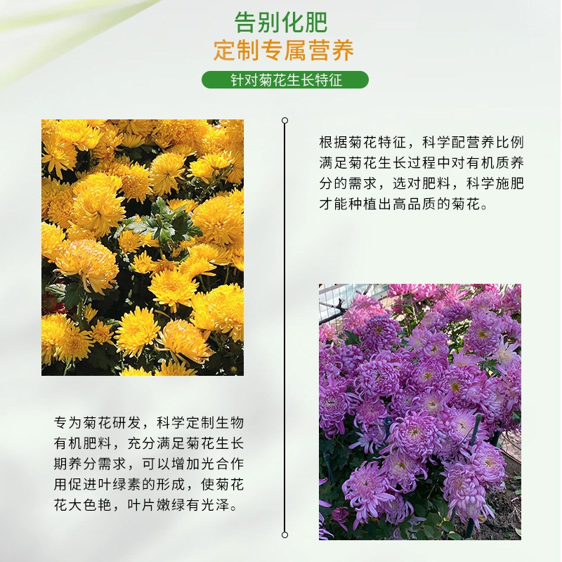 速发菊花科生物有机肥壮苗促花期易吸收不烧根颗粒缓释型肥料四季