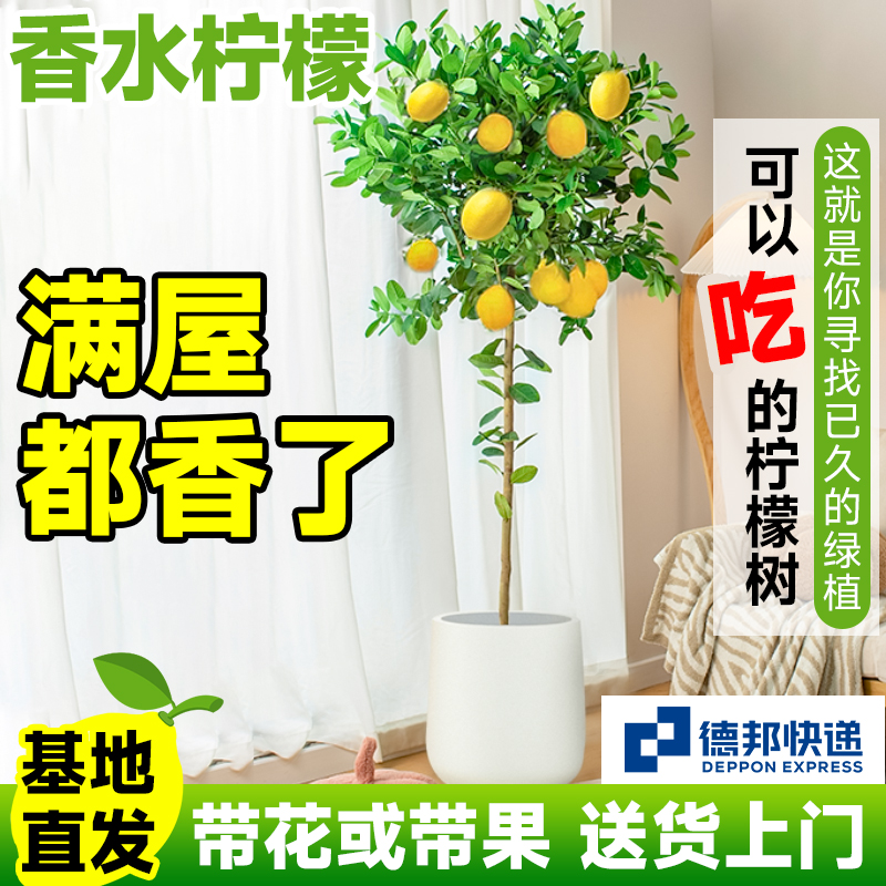 速发柠檬树盆栽开果可食用绿植大型室内客厅带四季台花植物苗树