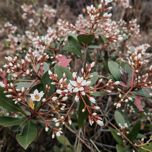 农村深山春花车轮梅雷公树白杏花常绿盆栽盆景庭院美