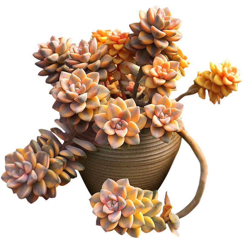 美杏锦多肉植物杏美人一物一拍群生绿植花卉窗台阳台向阳派园艺