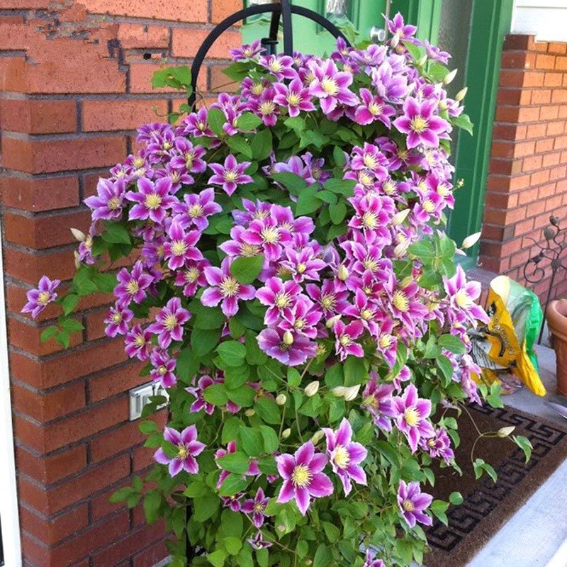 蜜蜂之恋铁线莲花苗早花大花型阳台盆栽绿植花卉庭院藤本爬藤植物