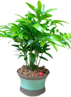 摆件平安竹柏盆栽室内客厅花卉水培净化空气四季常青驱蚊虫绿植