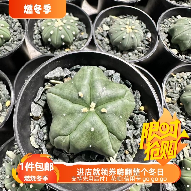 速发实生五棱复棱海星7星球属仙人球一一物拍室内盆栽多肉植物兜/