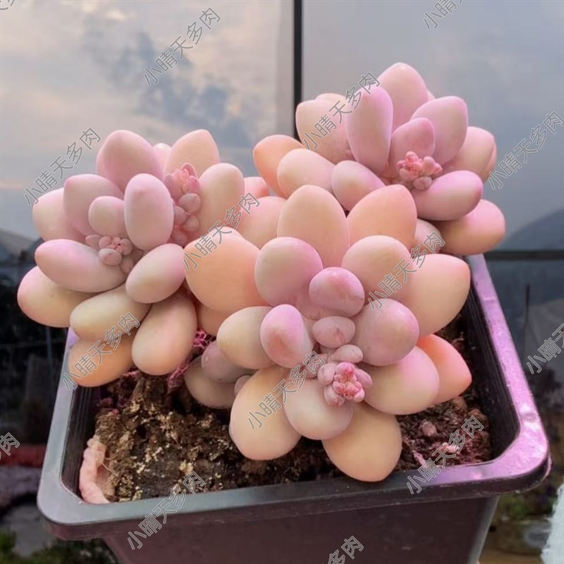 速发【小蛋天桃桃晴】超萌粉色多头好养小盆头老桩头蛋多肉植物一