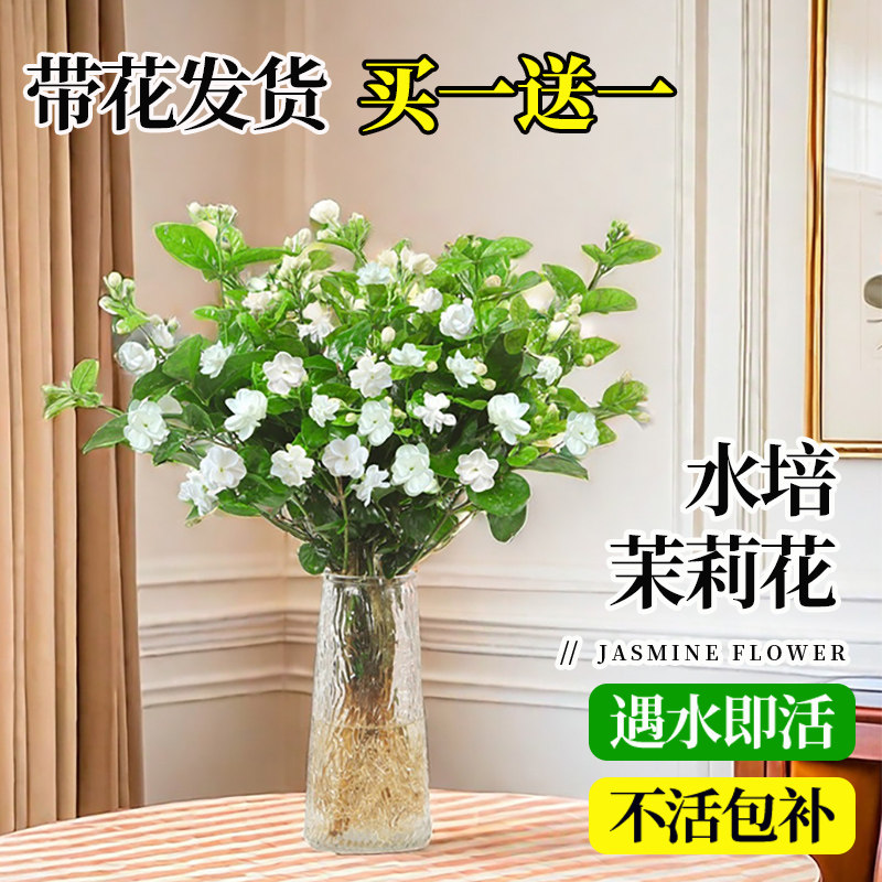 速发水培茉莉花盆栽带花苞花花四卉开季浓香花苗重瓣花树室内好养