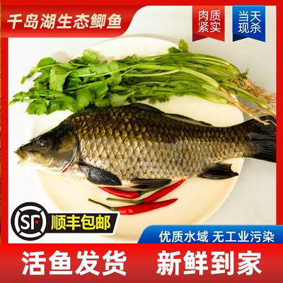 五一特价生态黄金鲫活鱼发顺丰