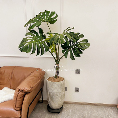老桩龟背竹观叶植物办公室w内客厅大盆栽绿植物盆景好养大型玄关