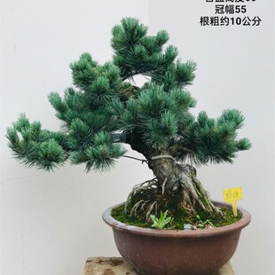 五针松盆景造型大阪松微型实A物老树桩精品植物室内罗汉松