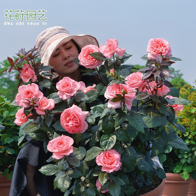 花莳园艺 法g版花宫娜月季花苗盆栽多季开粉色灌木大花好样阳台
