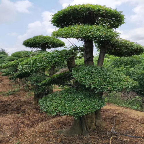 白蜡造型别墅地栽对节白蜡庭院盆B栽户外大型精品对接白蜡老桩盆