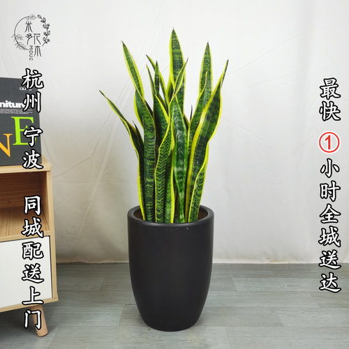 大型虎皮b兰室内吸甲醛净化好养绿色植物盆栽花卉客厅卧室同城配