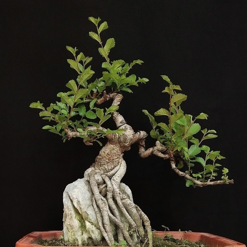 榆树盆景微型盆栽绿植小叶榔榆熟F桩老桩小叶榆 基地种植发货