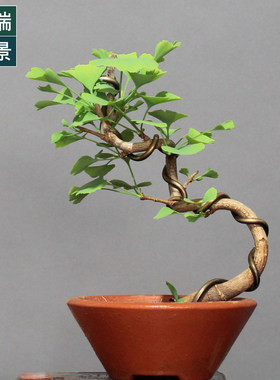 低价掌上微型银杏盆景小型白果A树盆栽落叶植物居家办公绿植礼品