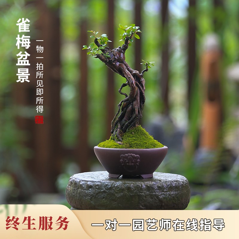 雀梅盆栽老桩提根一物一拍庭院造C型盆景茶室玄关观叶室内小叶绿