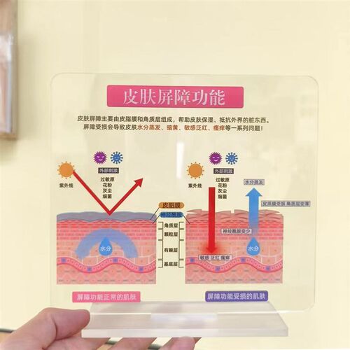 高颜值diyg皮肤管理美容院摆件皮肤屏障功能肌肤表皮结构代谢周期
