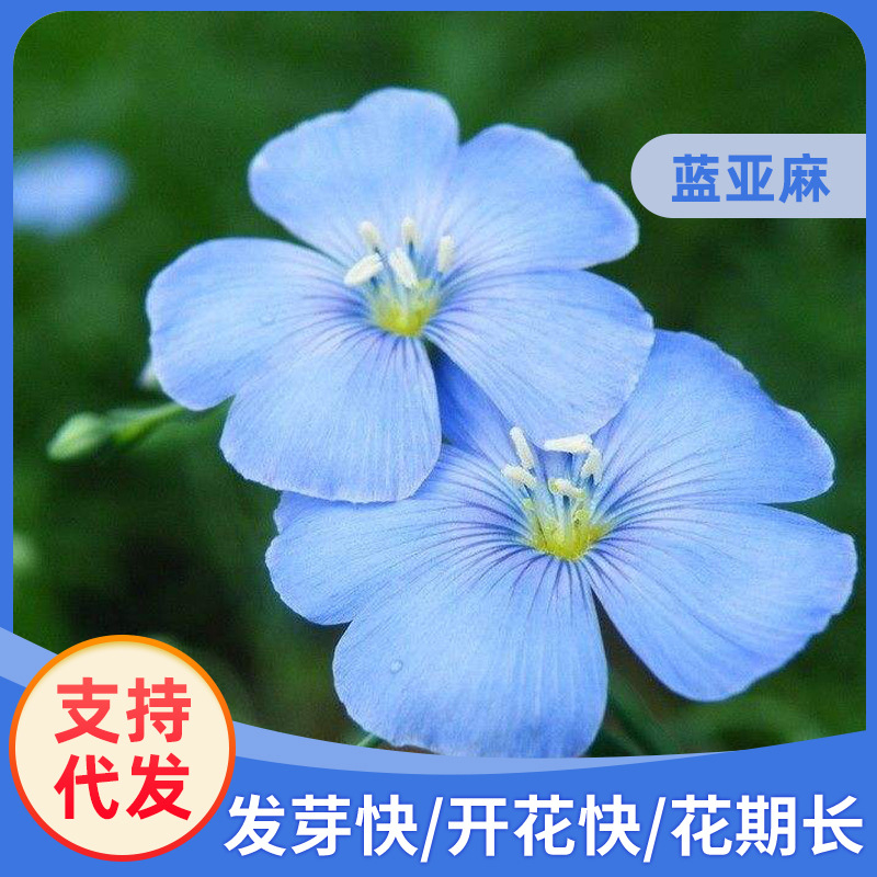兰花亚麻花种子景区公园小区绿化工程阳台多年生易种蓝色花卉种子