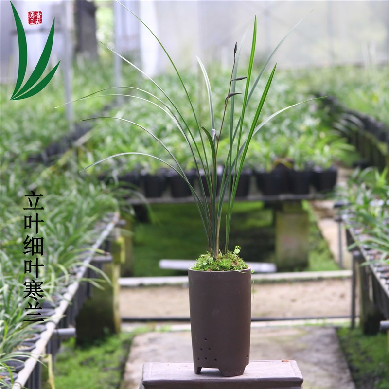 細(xì)葉寒蘭連城蘭花蘭草盆景盆栽土綠植蘭帶草植物花苞易養(yǎng)活辦公室