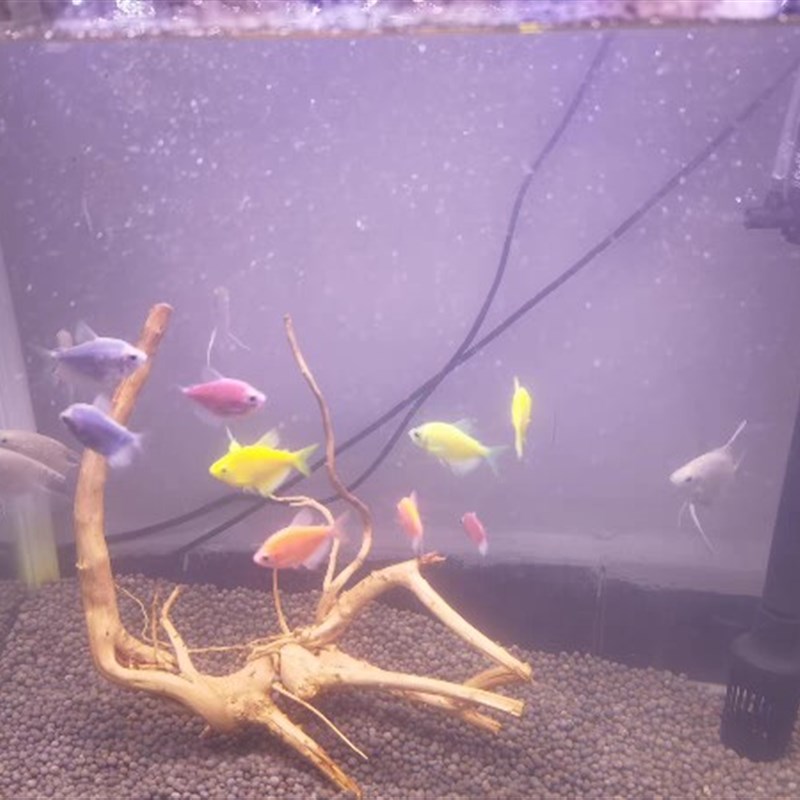 杜鹃根树枝树根鱼缸造景沉木树热带雨林花艺装饰干支枯枝装饰木头