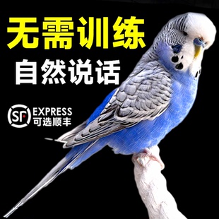 【会说话鹦鹉】手养上手亲人虎皮牡丹玄凤欧血活体幼鸟公母可繁育