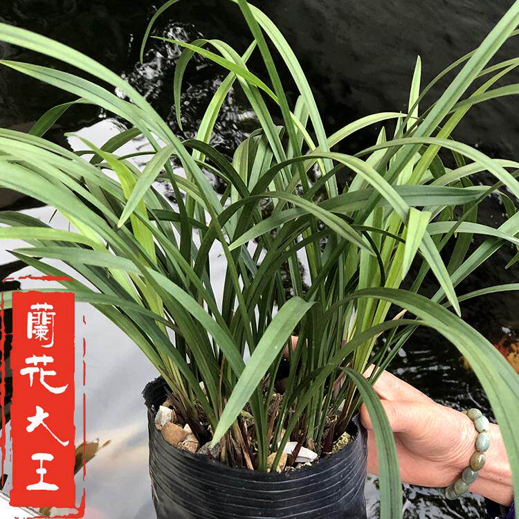 兰花苗浓香花苞建兰带四季兰花宝岛仙女墨兰春兰蕙兰原盆盆栽好养