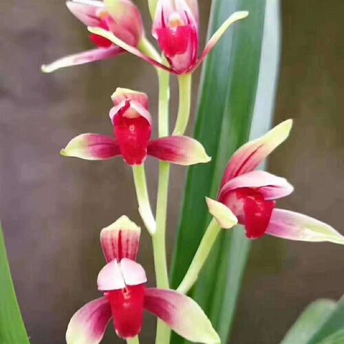 高档优质建兰大国魂兰花带花苞浓香型室内阳台兰花W盆栽绿植花卉
