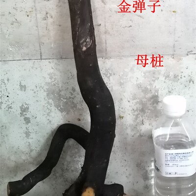 老鸦柿树桩老桩 观果盆景素材y室内办公室盆栽绿植生桩  原生母桩
