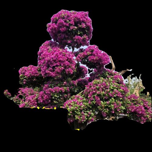 小叶紫三角梅造型树o盆景花卉 三角梅盆景四季开花盆景花卉