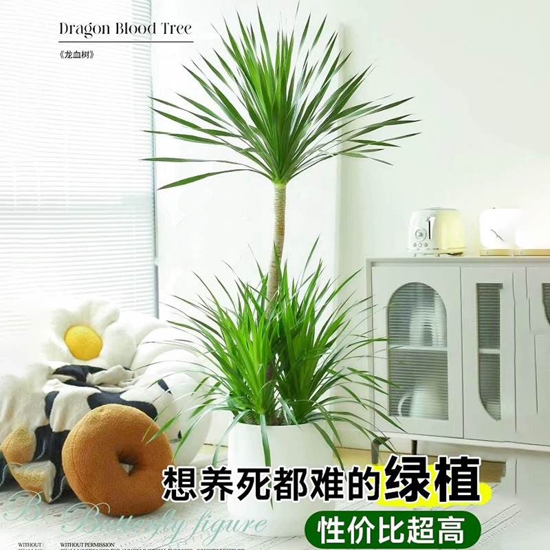 龙血树盆栽客厅i大型旺宅植物办公室净化空气绿植老桩龙须树发财