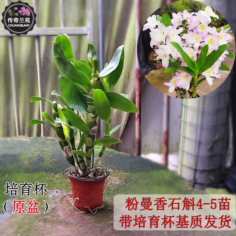 粉曼香春石斛 2杆带花q苞 有香味 粉紫色仙香石斛 室内盆栽花期长