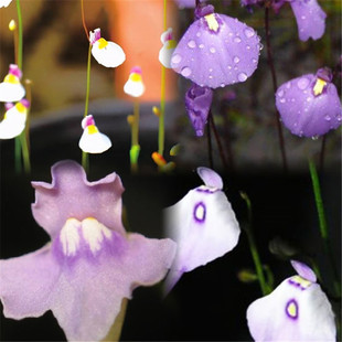 狸藻套餐新手食虫植物盆栽小白兔A狸藻海妖女苔藓雨林缸造景微景