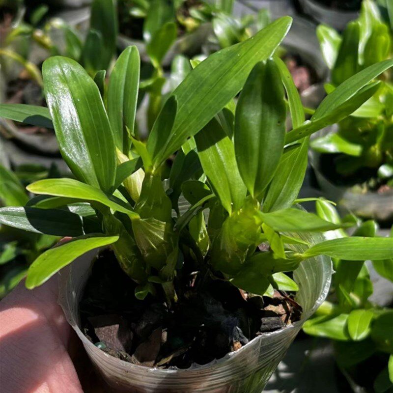 韶关樱石斛蓝g樱个体实生苗稀有花色瓶苗驯化一年耐寒耐热好养洋