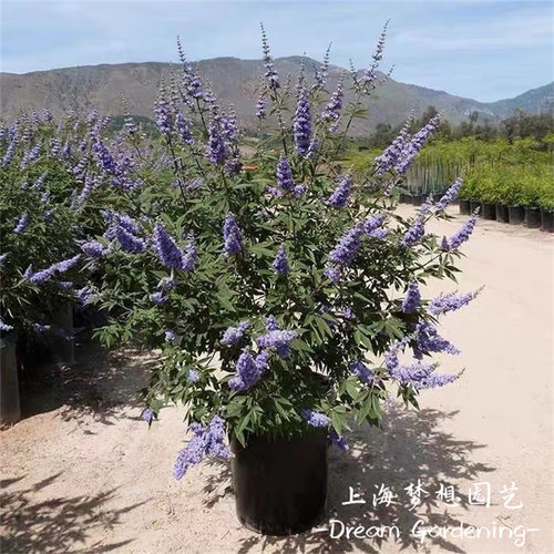 穗花牡荆盆栽 树状薰衣草 庭院阳台多F年生耐寒耐热木本花卉  包