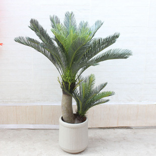仿真铁树假树h仿真绿植大型仿真树热带沙漠落地摆放装饰苏铁树