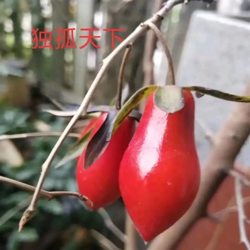 老鸦柿盆景 易挂果实生母桩 金弹子盆景  童子功小V老熟桩当年结