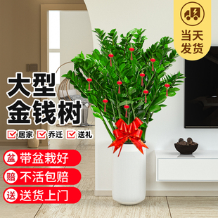 金钱树盆栽大盆客厅绿植好u养活四季家庭新房去甲醛大型室内植物