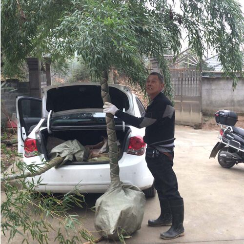 龟甲竹盆景龟背竹竹苗庭院工程苗龙鳞G竹乌龟竹盆栽绿化苗高档观
