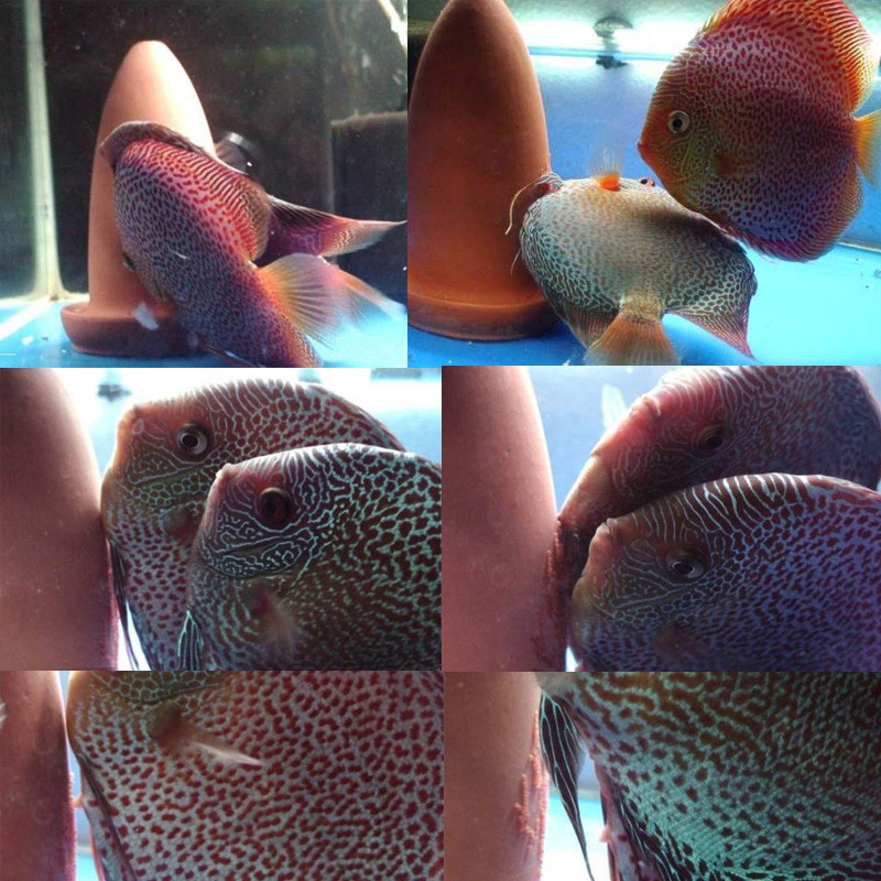 七彩神仙产卵桶神奇宝贝产卵器繁殖罐神仙鱼陶罐繁殖孵化鱼孵化器