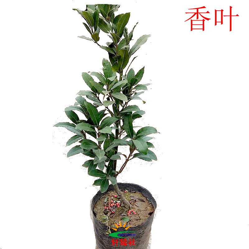 香叶树苗亦名月桂叶食用植物中药材盆栽居家做菜调料四季常青绿植图片
