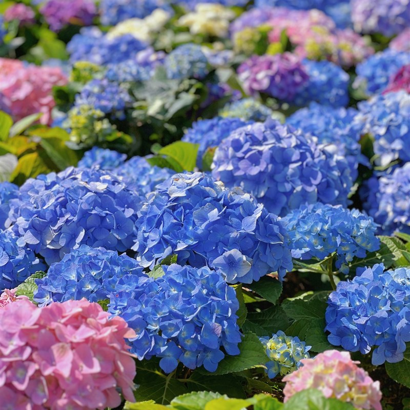 绣球花苗无尽夏四季开花绣球花盆栽带花庭院花卉室内植物带花发货