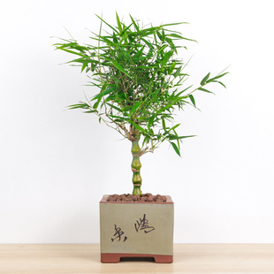 佛肚竹盆栽罗汉竹盆景绿色植物葫芦竹阳台室内办公室植物客厅绿植