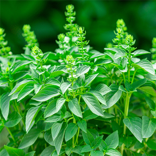 九层塔盆栽罗勒苗室内阳台室外庭院可食用香草金不换绿植新鲜薄荷