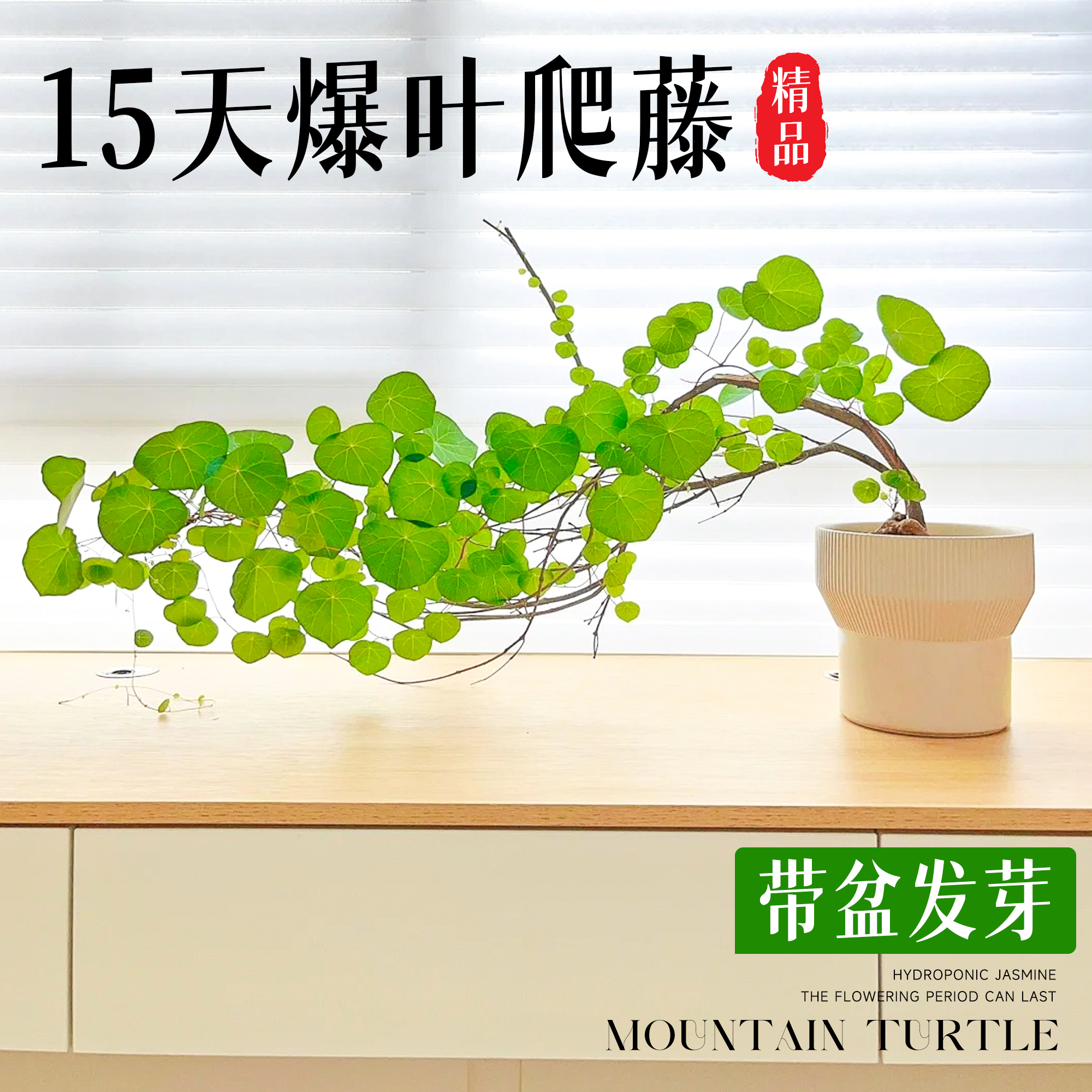 山乌龟爬藤植物一叶龟种球盆栽办公室内客厅桌面好养活绿植小摆件